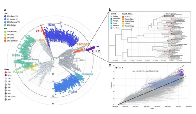 C.1.2 – Biến thể có nhiều đột biến nhất của virus SARS-CoV-2 cho đến nay - Ảnh 2.