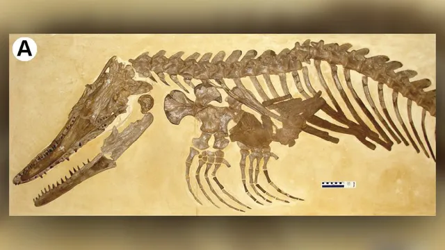 Khủng long Mosasaur - quái vật biển dài hơn 5m thống trị đại dương cổ đại - Ảnh 2.