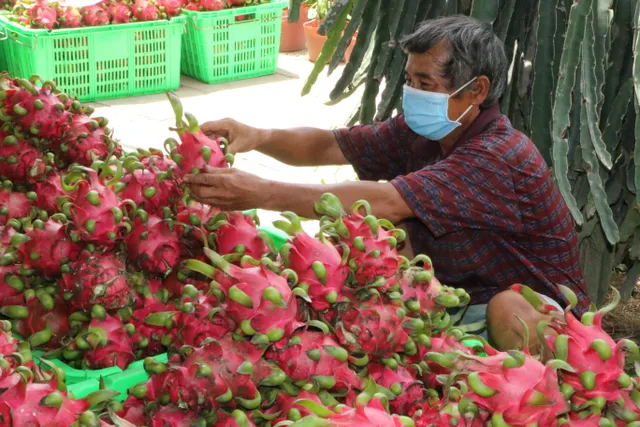 Thông quan trở lại thanh long qua cửa khẩu Móng Cái - Ảnh 1.