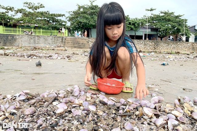 Hàng trăm tấn ngao dạt vào bờ biển sau mưa bão - Ảnh 2.