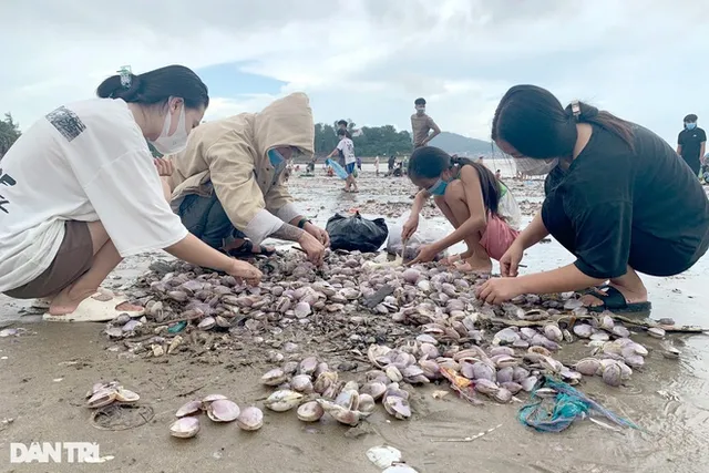 Hàng trăm tấn ngao dạt vào bờ biển sau mưa bão - Ảnh 3.