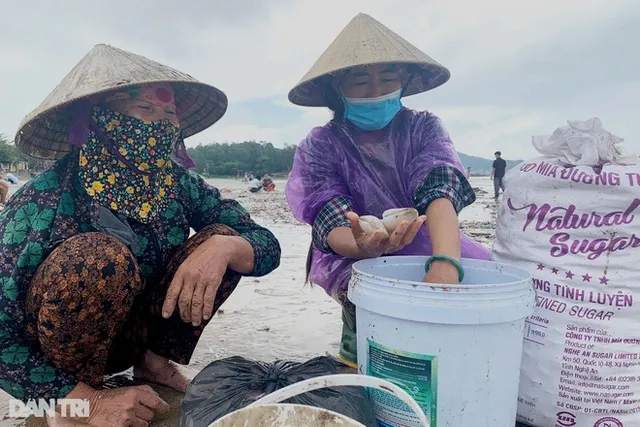 Hàng trăm tấn ngao dạt vào bờ biển sau mưa bão - Ảnh 5.