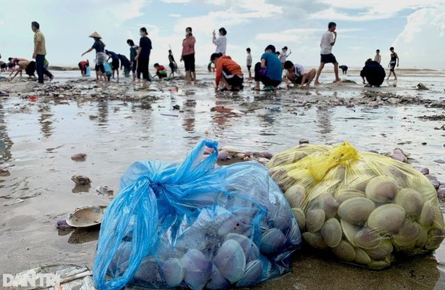 Hàng trăm tấn ngao dạt vào bờ biển sau mưa bão - Ảnh 7.