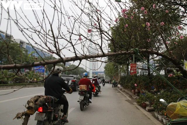 Đào, quất rộn ràng xuống phố - Ảnh 8. Đào, quất rộn ràng xuống phố - Ảnh 8.
