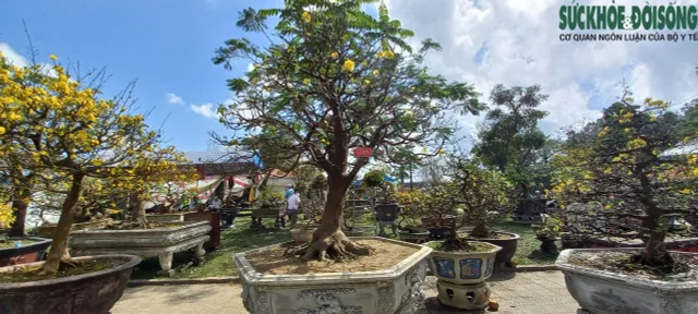 Cận cảnh cây mai được hét giá gần 4 tỷ đồng tại chợ hoa xuân ở Huế - Ảnh 1.