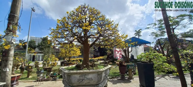 Cận cảnh cây mai được hét giá gần 4 tỷ đồng tại chợ hoa xuân ở Huế - Ảnh 6.