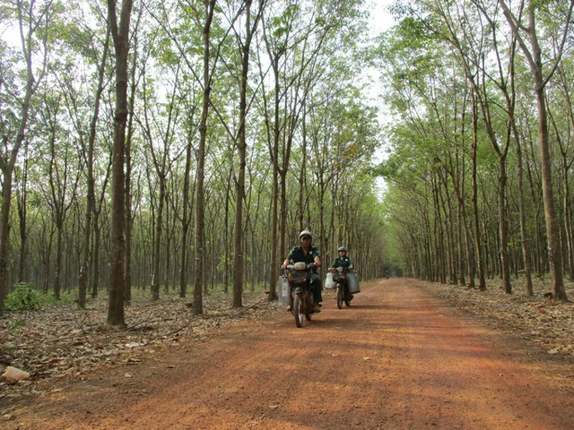 Vàng trắng hồi sinh, người trồng kiếm tiền tỉ - Ảnh 1.