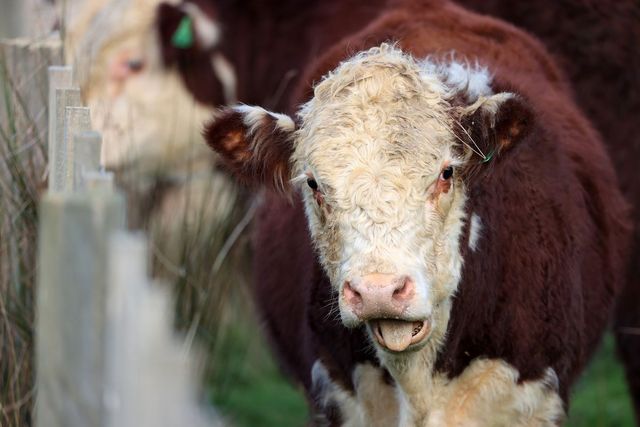 New Zealand đề xuất đánh thuế ợ hơi từ bò, cừu để hạn chế khí thải - Ảnh 1.