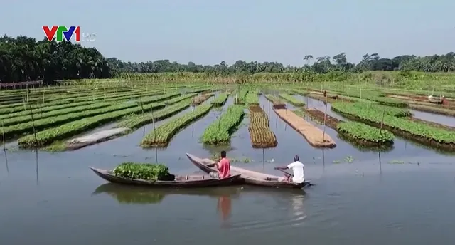 Trồng cây trên bè nổi để đối phó nước biển dâng - Ảnh 1.