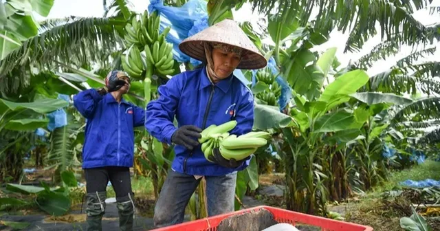 Nghị định thư xuất khẩu chuối sang Trung Quốc: Cơ hội mở rộng thị trường nông sản - Ảnh 1.