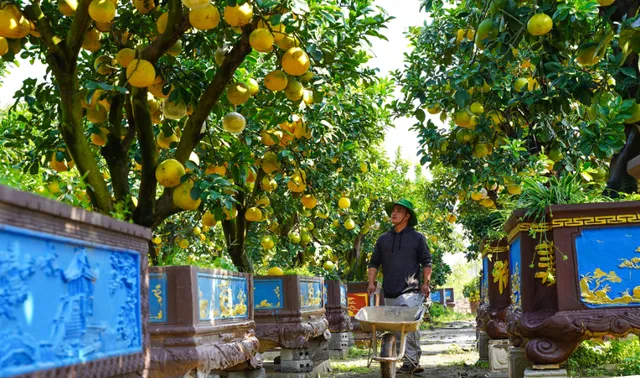 Bưởi cảnh cổ thụ, giá cả trăm triệu đồng - Ảnh 1.