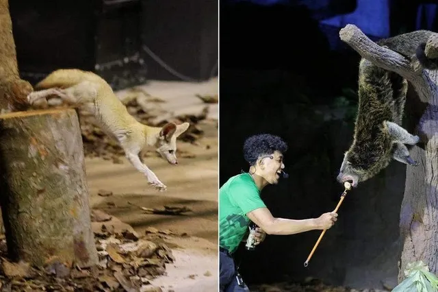 Night Safari: Chương trình biểu diễn các loài thú trở lại tại khán đài ngoài trời mới - Ảnh 1.