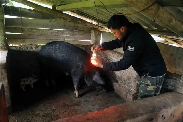 Rét đậm, rét hại khiến hàng trăm gia súc chết rét - Ảnh 3.