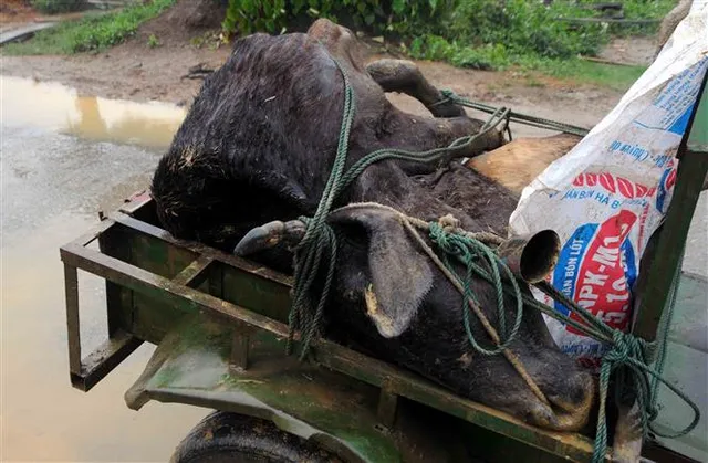 Rét đậm, rét hại khiến hàng trăm gia súc chết rét - Ảnh 1.