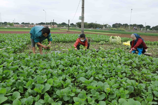 Rau sớm vụ đông giá cao gấp 3 lần - Ảnh 1.