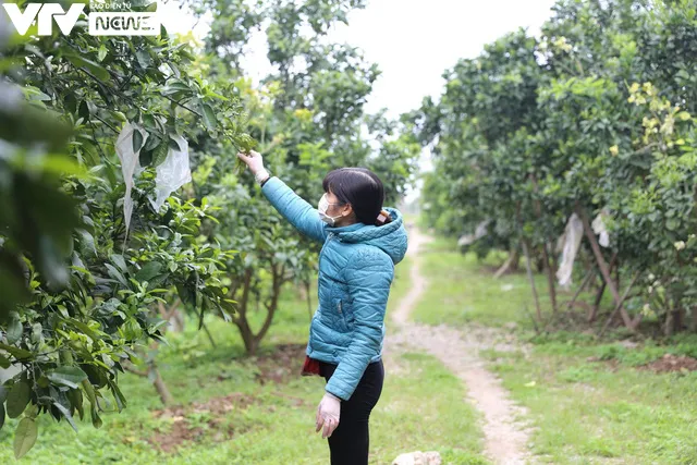 Hoa bưởi trắng ngần, ngát hương lấp ló trên đường phố Hà Nội - Ảnh 4.