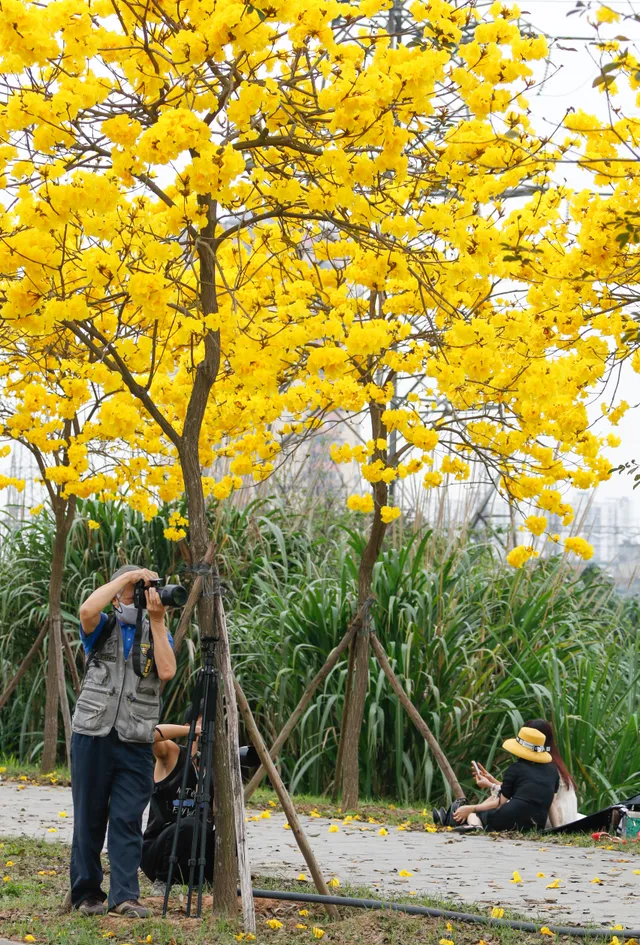 Người dân Hà Nội nô nức đi chụp ảnh con đường hoa Chuông vàng - Ảnh 8.