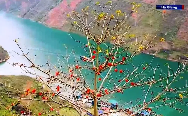 Rực rỡ mùa hoa Mộc miên trên cao nguyên đá Hà Giang - Ảnh 1.
