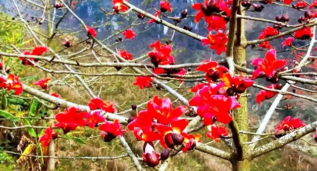 Rực rỡ mùa hoa Mộc miên trên cao nguyên đá Hà Giang - Ảnh 2.
