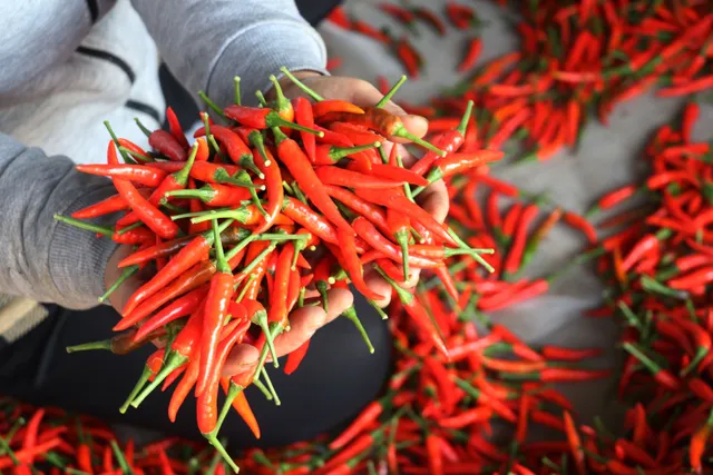 Tuân thủ quy định về kiểm dịch để xuất khẩu ớt sang Trung Quốc - Ảnh 1.