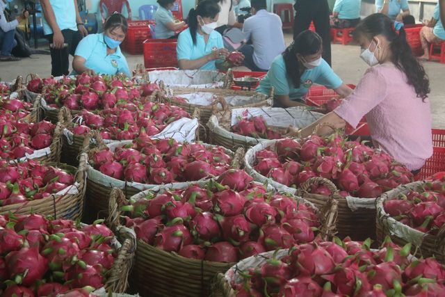 Giá thanh long tăng trở lại - Ảnh 2.