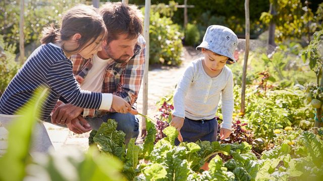 Làm thế nào để bắt đầu khu vườn của riêng mình? - Ảnh 2.