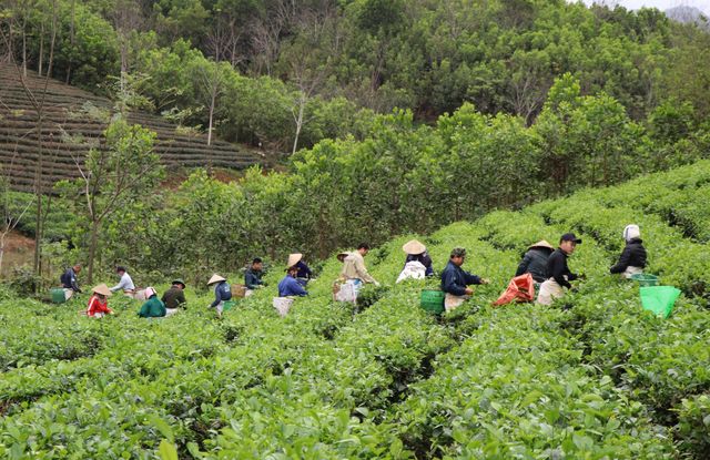 Chuẩn hóa chất lượng chè xuất khẩu - Ảnh 1.