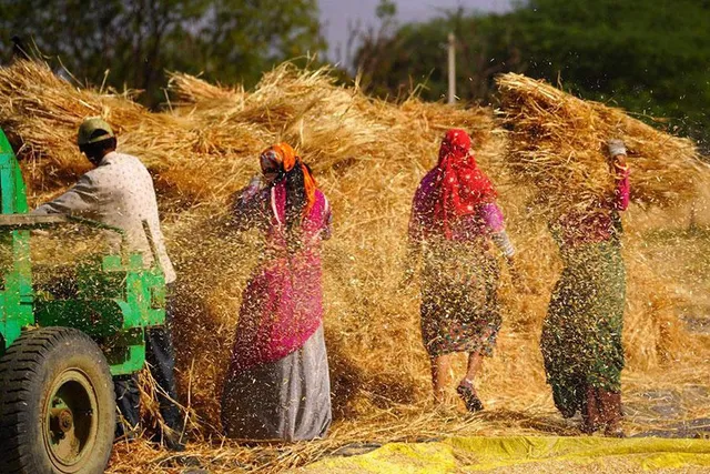 Làn sóng bảo hộ làm trầm trọng thêm khủng hoảng lương thực? - Ảnh 3.