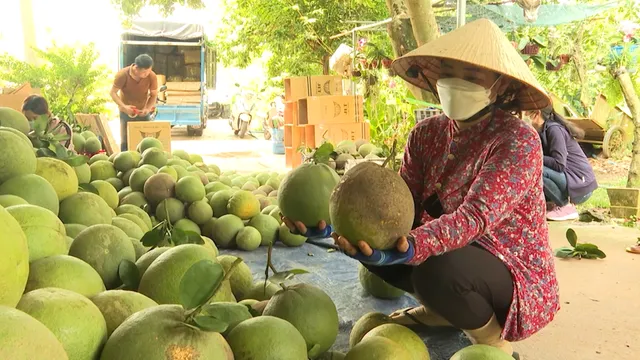 Bà Rịa - Vũng Tàu: Nhiều nhà vườn điêu đứng vì bưởi bị rệp vảy ốc tấn công - Ảnh 2.