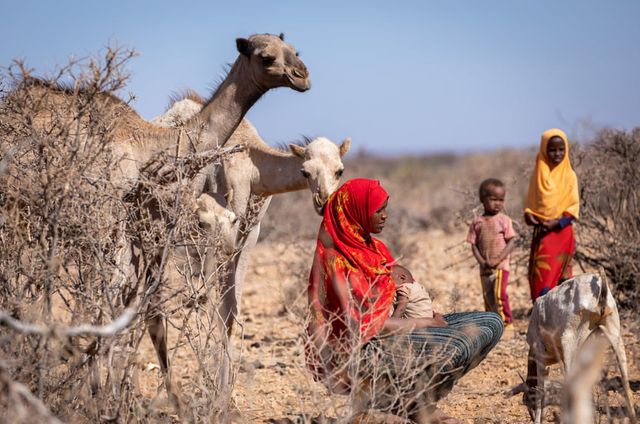 Hạn hán tồi tệ nhất trong nhiều thập kỷ tàn phá Ethiopia - Ảnh 1.