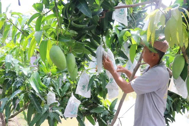 Trái cây được mùa, mất giá - Ảnh 1. Trái cây được mùa, mất giá - Ảnh 1.