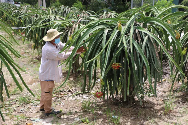 Trái cây được mùa, mất giá - Ảnh 2. Trái cây được mùa, mất giá - Ảnh 2.
