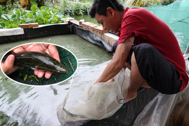 Nhân giống thành công loài cá dày y hệt cá lóc, bảo tồn loại cá tự nhiên đặc sản - Ảnh 2.