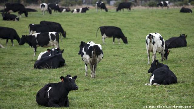 New Zealand đánh thuế ợ hơi từ bò và cừu nhằm cắt giảm khí methane gây hiệu ứng nhà kính - Ảnh 1.