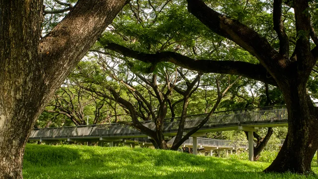 Công viên Benjakitti - ốc đảo xanh giữa lòng Bangkok - Ảnh 1.