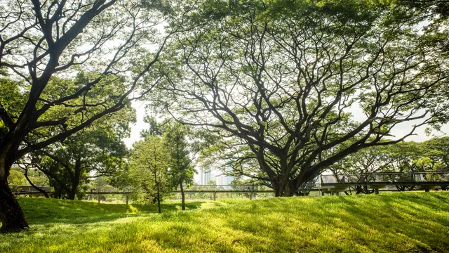 Công viên Benjakitti - ốc đảo xanh giữa lòng Bangkok - Ảnh 3.