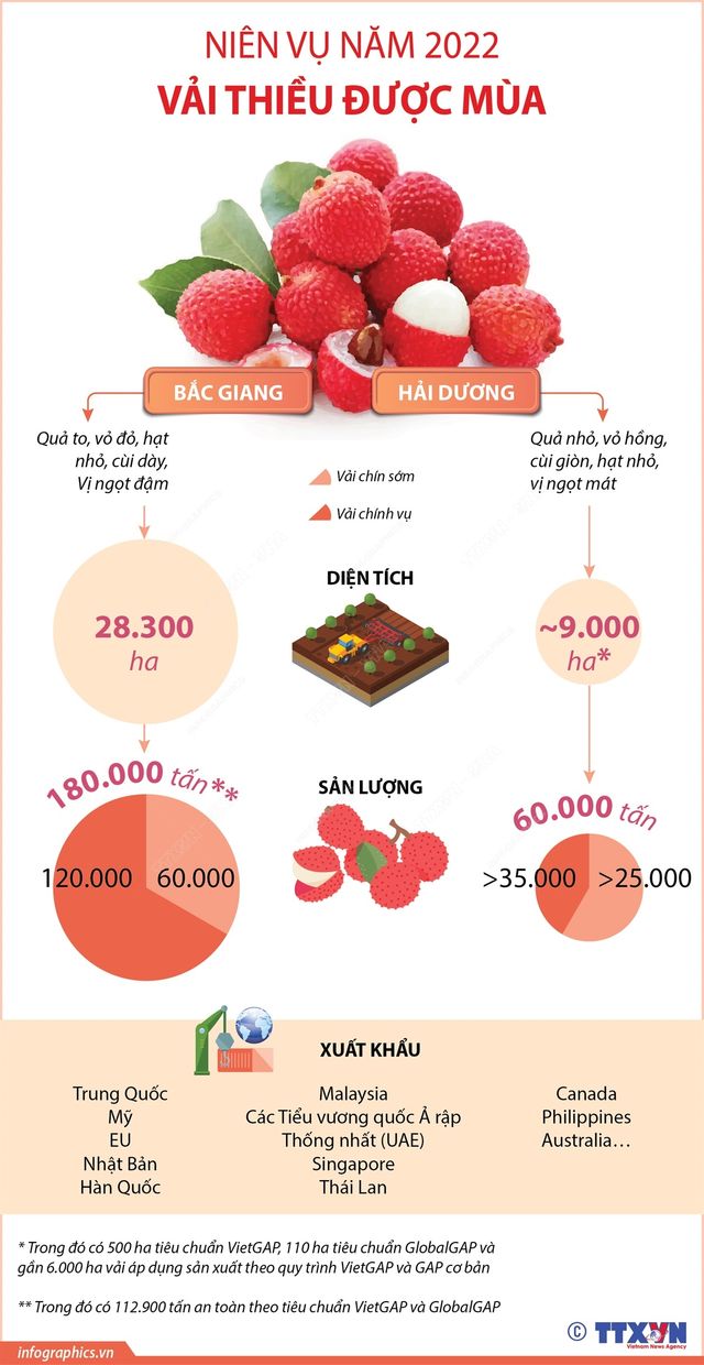 [INFOGRAPHIC] Niên vụ năm 2022, vải thiều được mùa - Ảnh 1.