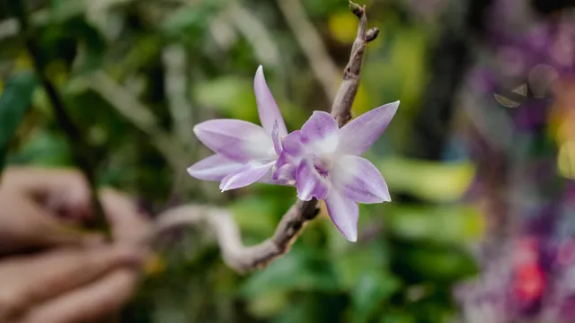 Đặc sắc triển lãm hoa lan tại Gardens by the Bay (Singapore) - Ảnh 3.