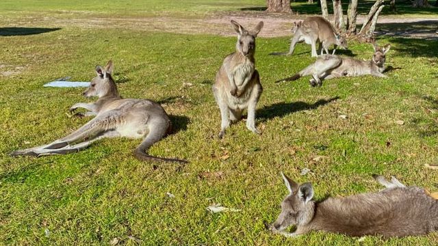 Hy hữu kangaroo tấn công người gây tử vong tại Australia - Ảnh 2.