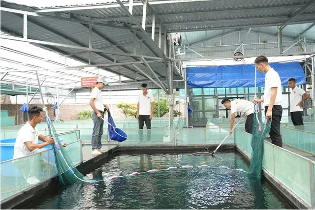 Ishi Koi Farm xây dựng mô hình nuôi cá Koi thuần chủng Nhật Bản uy tín hàng đầu - Ảnh 1.