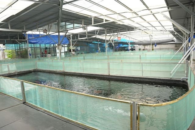 Ishi Koi Farm xây dựng mô hình nuôi cá Koi thuần chủng Nhật Bản uy tín hàng đầu - Ảnh 2.