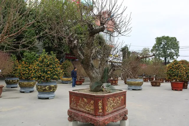 Choáng với gốc đào “khủng” giá gần 100 triệu đồng - Ảnh 2. Choáng với gốc đào “khủng” giá gần 100 triệu đồng - Ảnh 2.