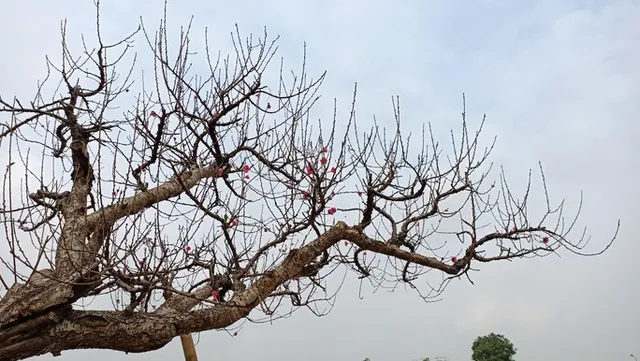 Choáng với gốc đào “khủng” giá gần 100 triệu đồng - Ảnh 11. Choáng với gốc đào “khủng” giá gần 100 triệu đồng - Ảnh 11.