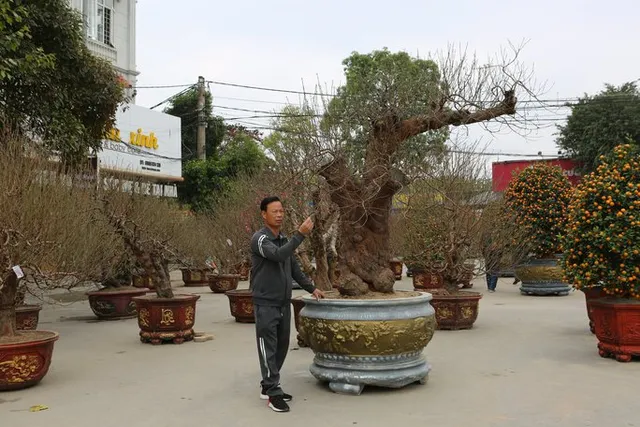 Choáng với gốc đào “khủng” giá gần 100 triệu đồng - Ảnh 1. Choáng với gốc đào “khủng” giá gần 100 triệu đồng - Ảnh 1.