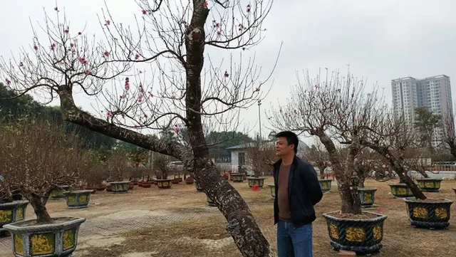 Choáng với gốc đào “khủng” giá gần 100 triệu đồng - Ảnh 5. Choáng với gốc đào “khủng” giá gần 100 triệu đồng - Ảnh 5.