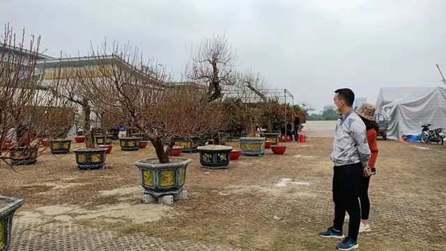 Choáng với gốc đào “khủng” giá gần 100 triệu đồng - Ảnh 6. Choáng với gốc đào “khủng” giá gần 100 triệu đồng - Ảnh 6.