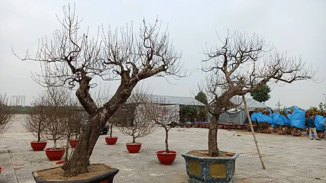 Choáng với gốc đào “khủng” giá gần 100 triệu đồng - Ảnh 7. Choáng với gốc đào “khủng” giá gần 100 triệu đồng - Ảnh 7.