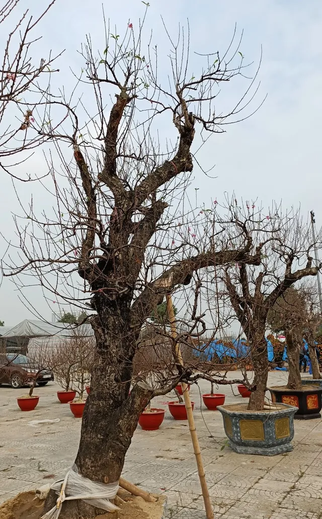 Choáng với gốc đào “khủng” giá gần 100 triệu đồng - Ảnh 8. Choáng với gốc đào “khủng” giá gần 100 triệu đồng - Ảnh 8.