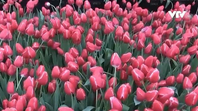 Nhộn nhịp Ngày hoa tulip tại Hà Lan - Ảnh 1.