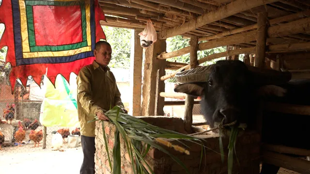 Trâu chọi – “ngọc đen” Hải Lựu - Ảnh 3.